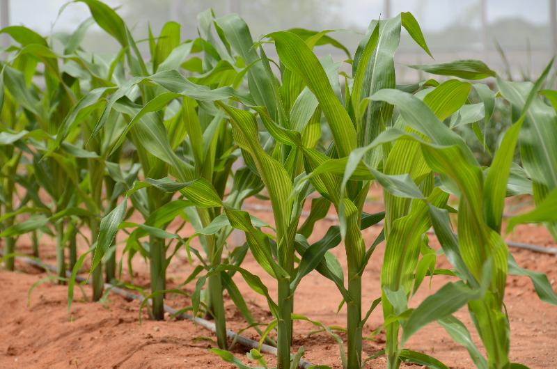 Hôtel Kalahari Farmhouse, Namibia