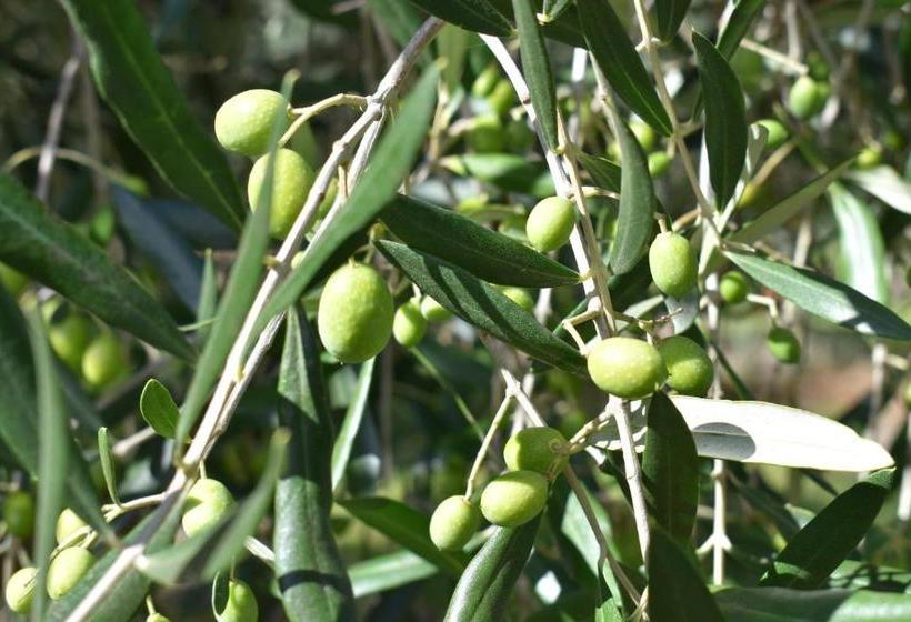 مبيت وإفطار Olivista