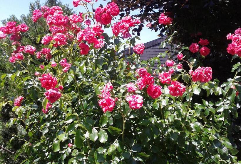 مبيت وإفطار Reni S Oase Am Bodensee