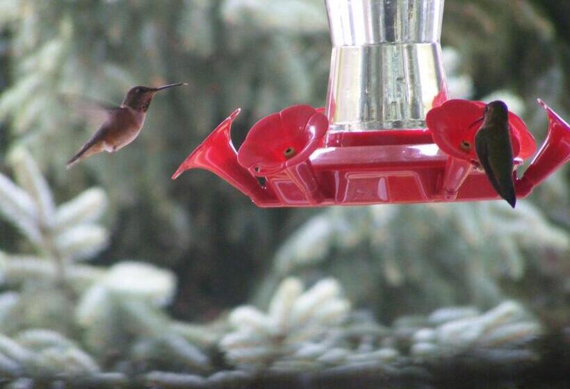 住宿加早餐  Hummingbird Guesthouse