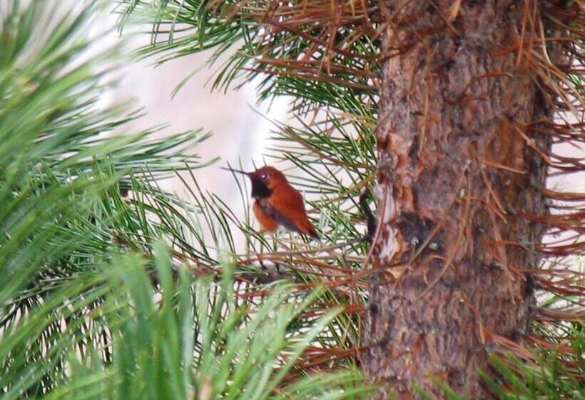 Blue Grouse Country Inn B&b
