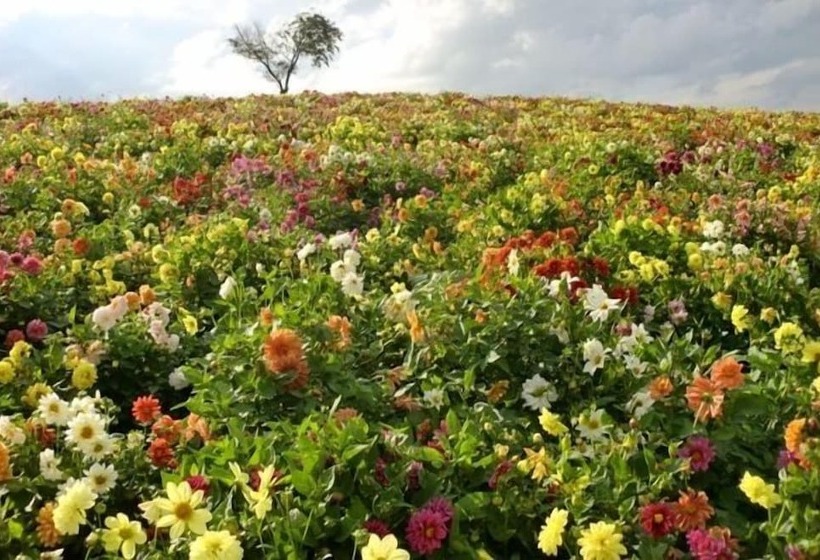 فندق Furano La Terre