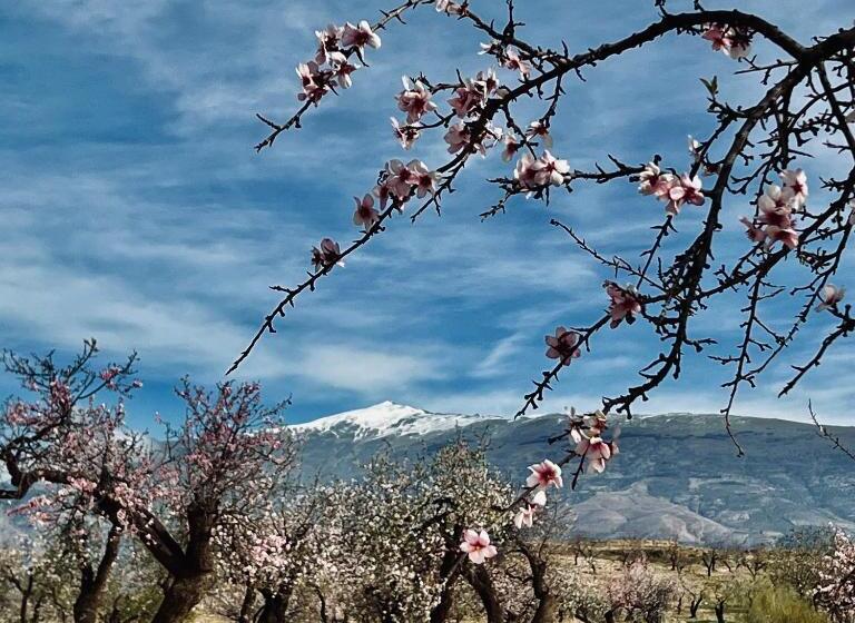 צימר Cortijo El Pino Retreat