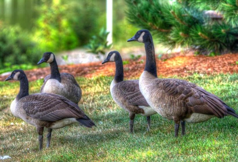مبيت وإفطار Alamoosook Lakeside Inn Orland