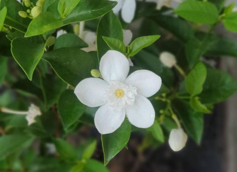 بنسيون Baan Rare Guesthouse