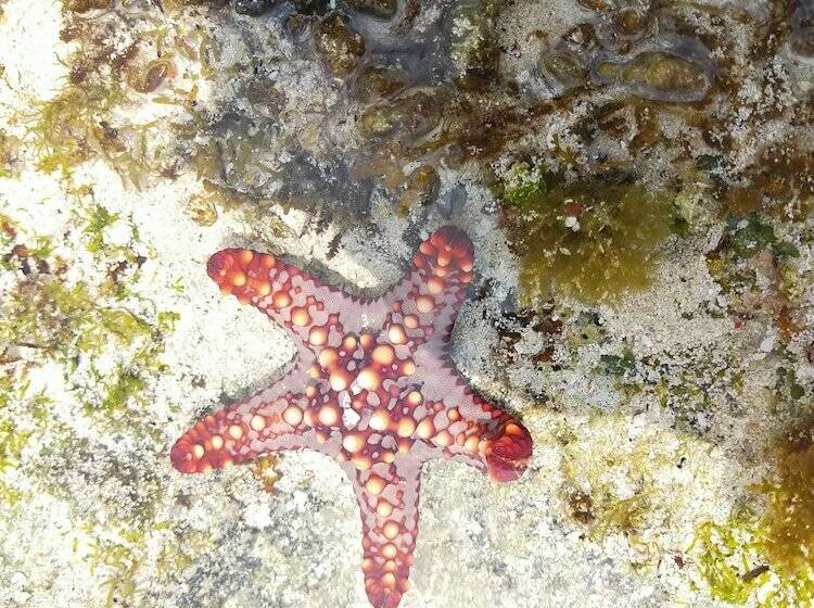 بنسيون Eden Paradise Zanzibar