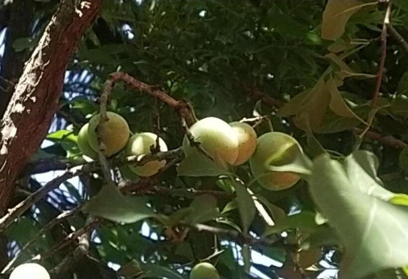 منتجع Sarovar Inn