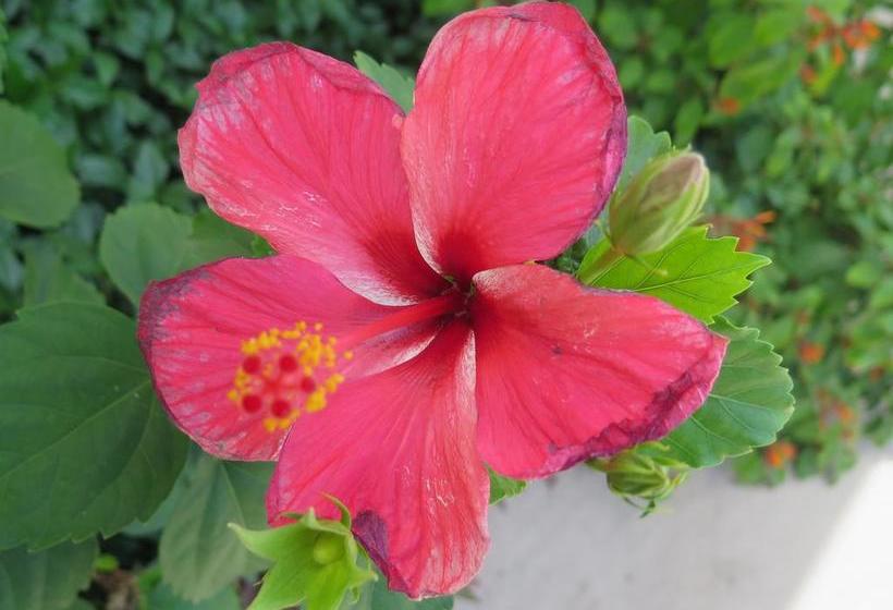 مبيت وإفطار Butiama Bustani