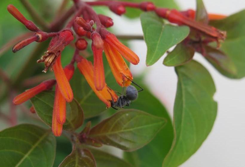 مبيت وإفطار Butiama Bustani