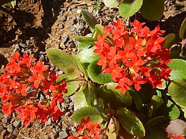 Reef Motel - Aitutaki