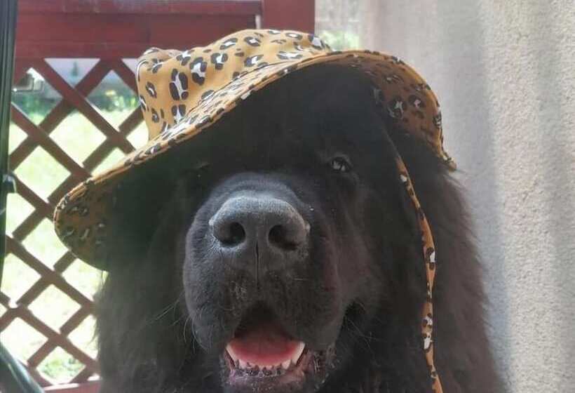 Bed And Breakfast Foret D Animaux