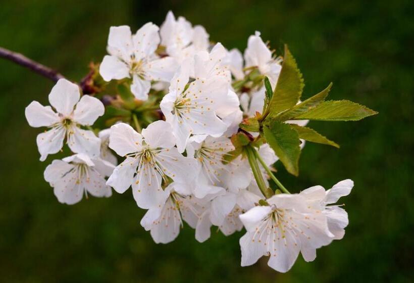 פנסיון Room In Guest Room   Double Room Apple Blossom