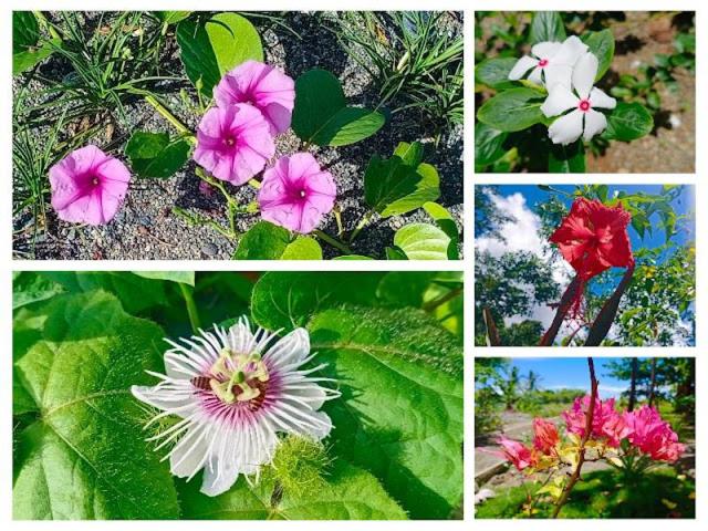 Sansapore Pacific Park Resort