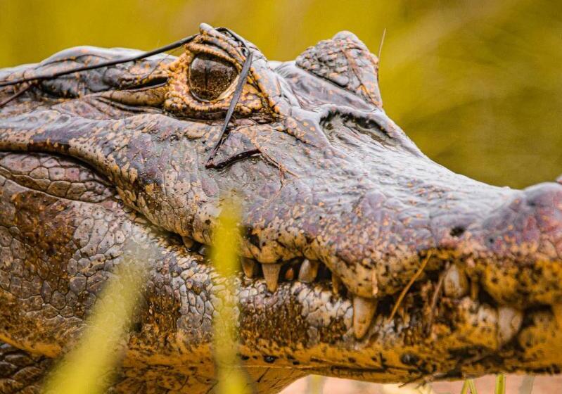 فندق Pousada São João   Estrada Parque Pantanal