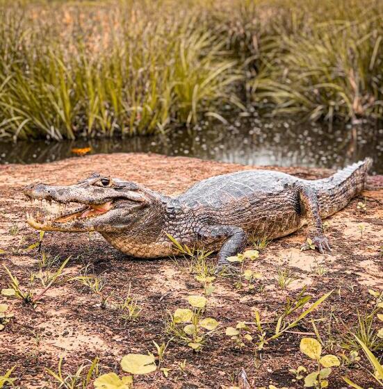 فندق Pousada São João   Estrada Parque Pantanal