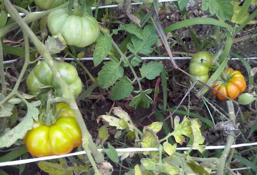 تختخواب و صبحانه Villa Ordile