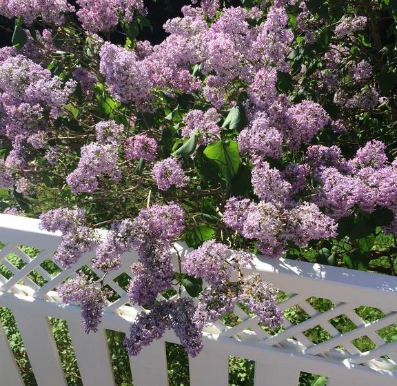 צימר Villa Vestbo