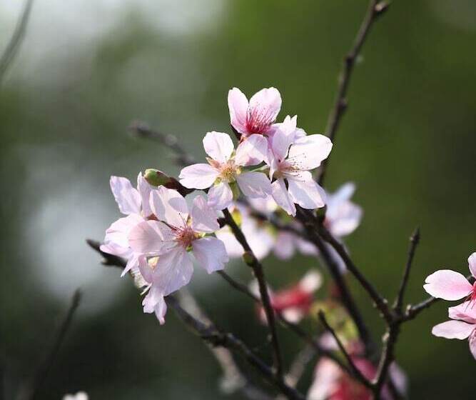 هتل Green Forest Villa