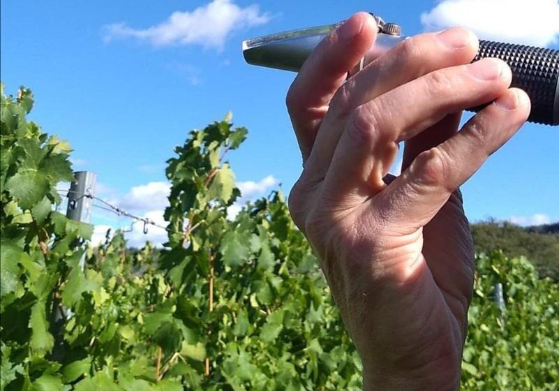 ホテル Weingut Tiliahof