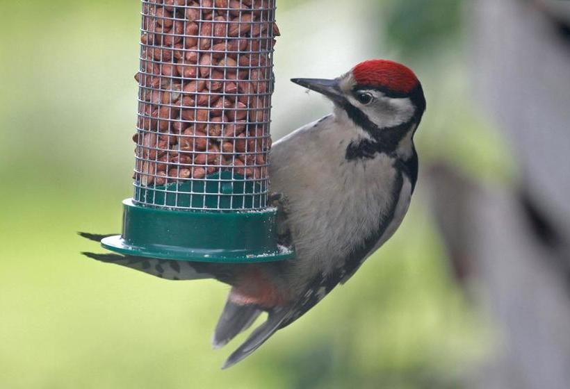 Acorn Farm B&b