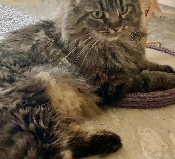 بنسيون Casa Cristalli