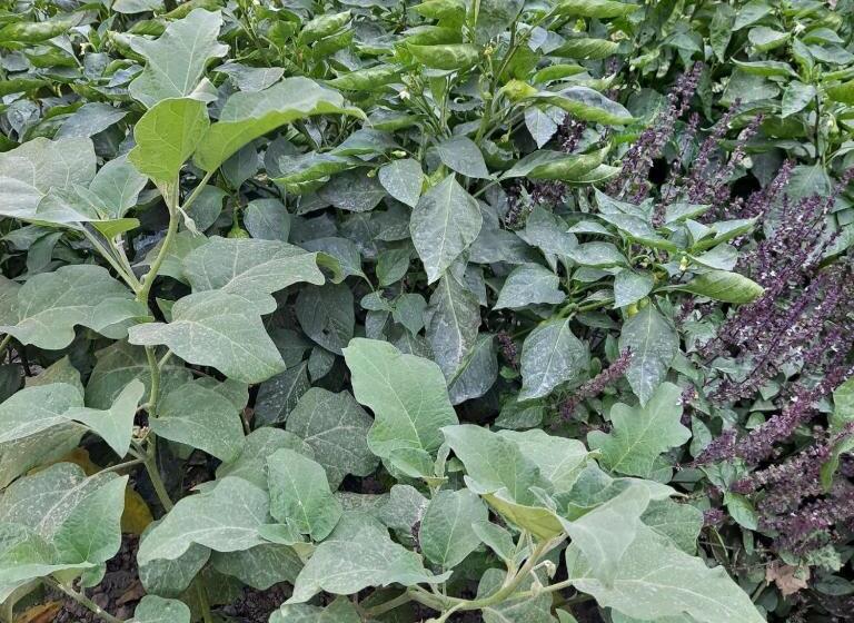 פנסיון Grand House Hostel