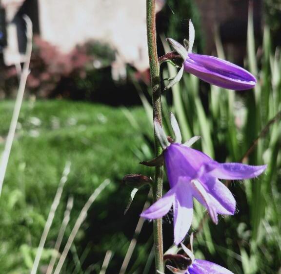 تختخواب و صبحانه Rectoria Nova