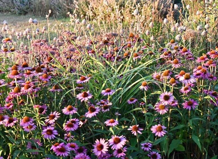 مبيت وإفطار Orchard Dene