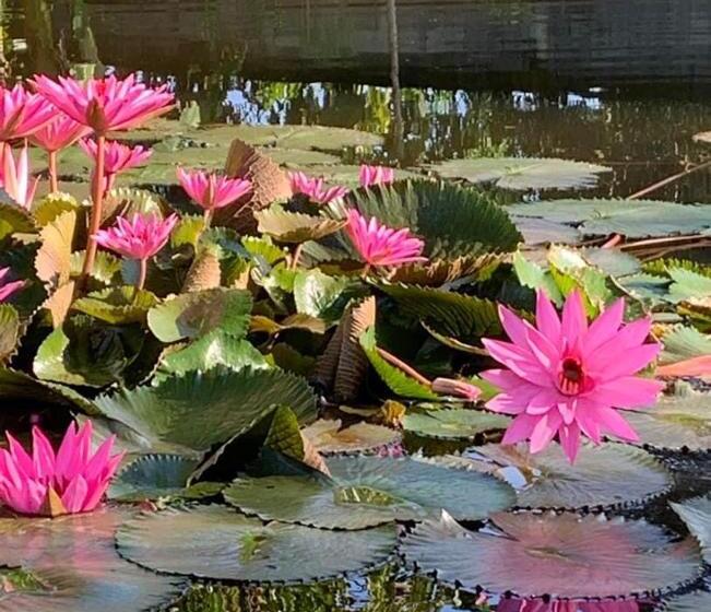 پانسیون Liontree Villa