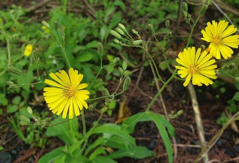 استراحتگاه Beauty Monroe B&b 可包棟 150吋投影 唱歌 夏日玩水 烤肉 電動麻將