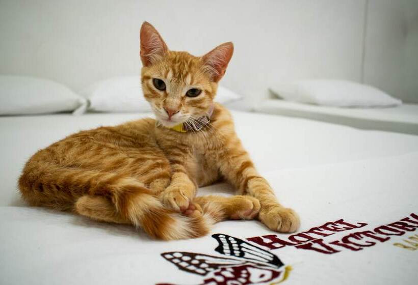 هتل Victoria Barichara