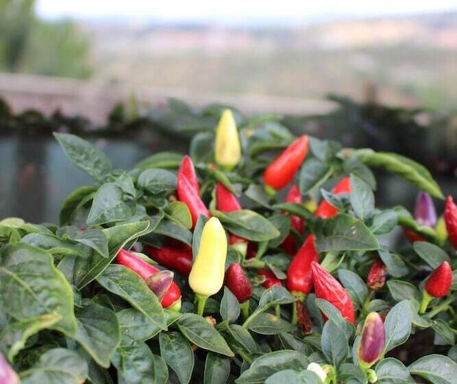 هتل Altavilla Catanzaro