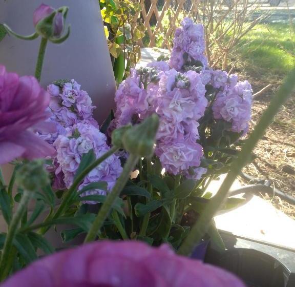 تختخواب و صبحانه I Fiori Di Sicilia