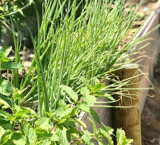 בית מלון כפרי Pousada Pais Tropical