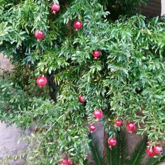 مبيت وإفطار La Maison Jujube