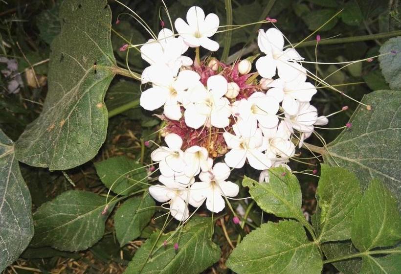 فندق صغير Guesthouse Seghetto