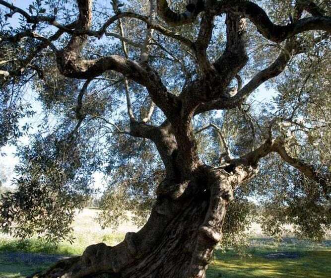 مبيت وإفطار Casina Dei Nonni