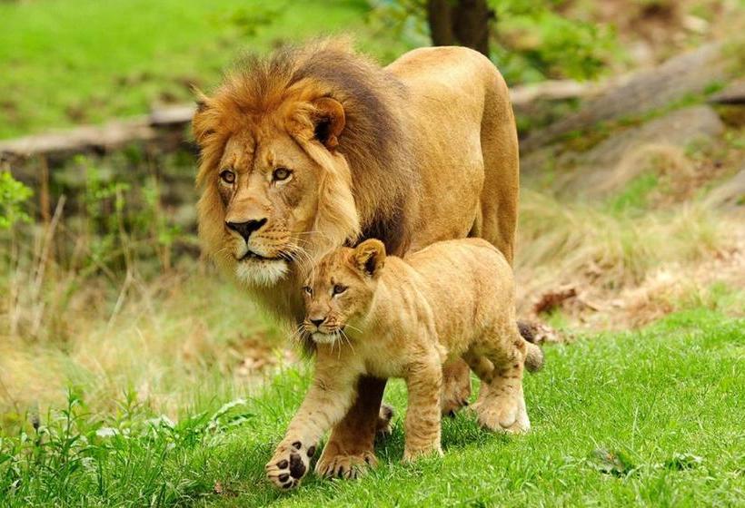 فندق Holiday Inn Express  Bronx Nyc  Yankee Stadium, An Ihg