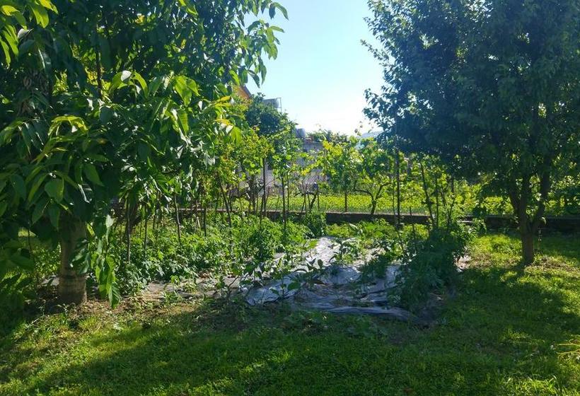 مسافرخانه Green Garden Guesthouse