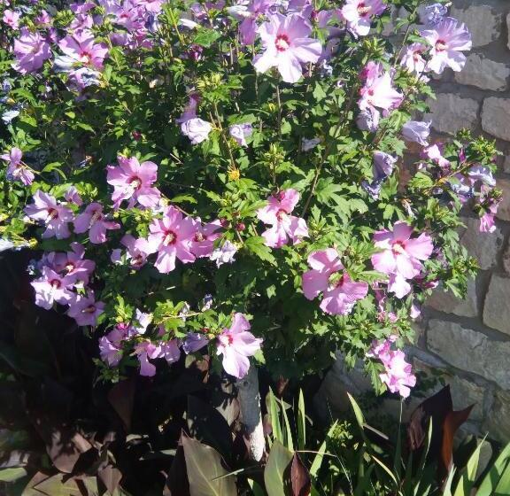 Отель La Font De Lauro