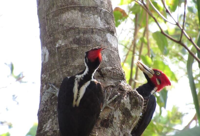 فندق Cantos Da Mata