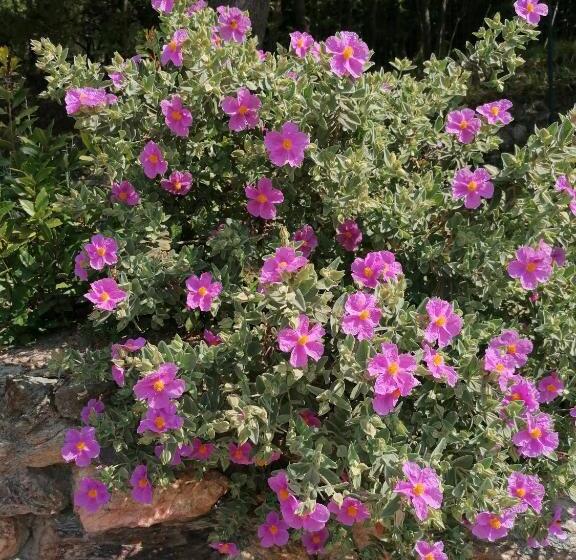 فندق Oroverde