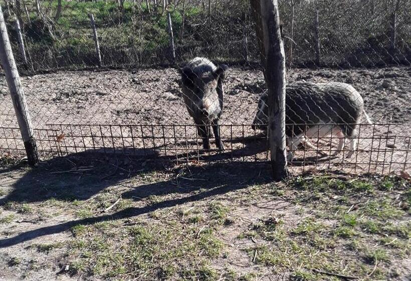 B&b Podere Legnotorto