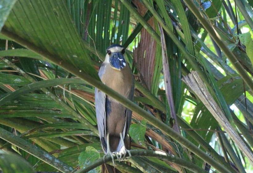 בית מלון כפרי Green Macaw Hostel