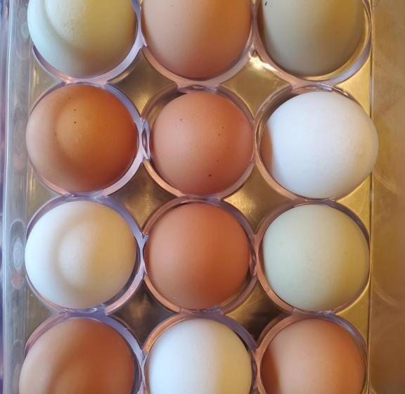 تختخواب و صبحانه Avonview Manor