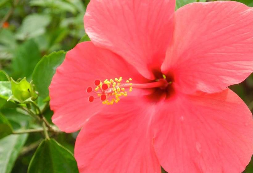 تختخواب و صبحانه Ecotravel Cottages Bukit Lawang