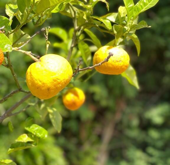 酒店 Stomio Villague