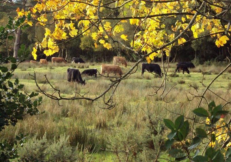 مبيت وإفطار Homeleigh Farmhouse