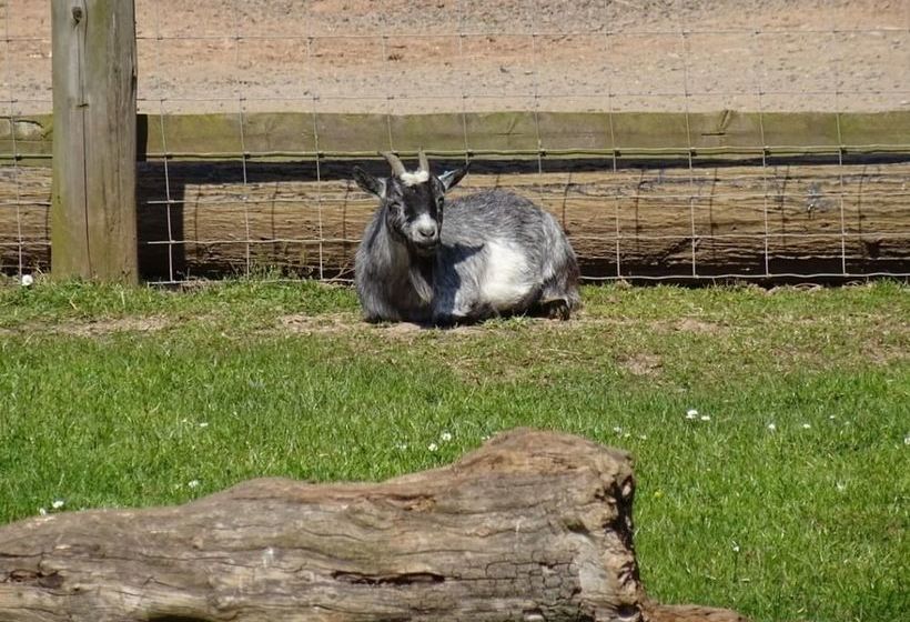 ベッドアンドブレックファースト Moor Court Farm