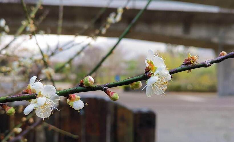 تختخواب و صبحانه Cao Ling Jiao Villa